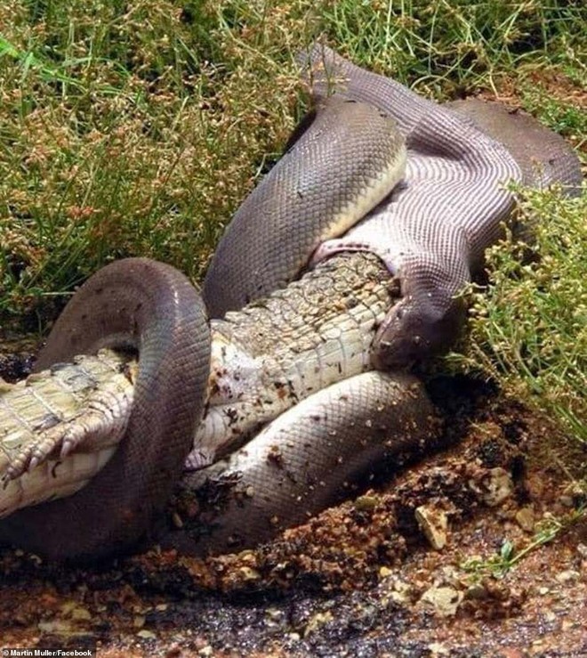 Impresionante foto: Una pitón gigante se traga un cocodrilo entero y se hace con el trono en un desierto australiano - Foto 2.