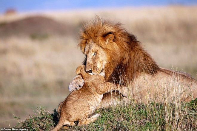 Mufasa và Simba phiên bản đời thật: Khoảnh khắc sư tử con nũng nịu trong vòng tay cha khiến ai xem cũng tan chảy trái tim - Ảnh 1.