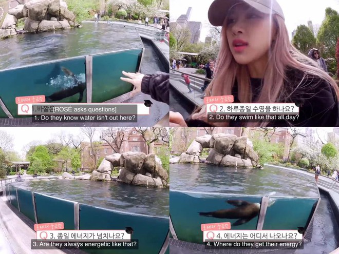 Fan &ldquo;th&ograve;ng tim&rdquo; với cuộc phi&ecirc;u lưu của Lisa v&agrave; Ros&eacute; (BLACKPINK) v&agrave;o xứ sở động vật, người đ&acirc;u m&agrave; gặp con g&igrave; cũng ch&agrave;o hỏi như quen l&acirc;u rồi - Ảnh 17.