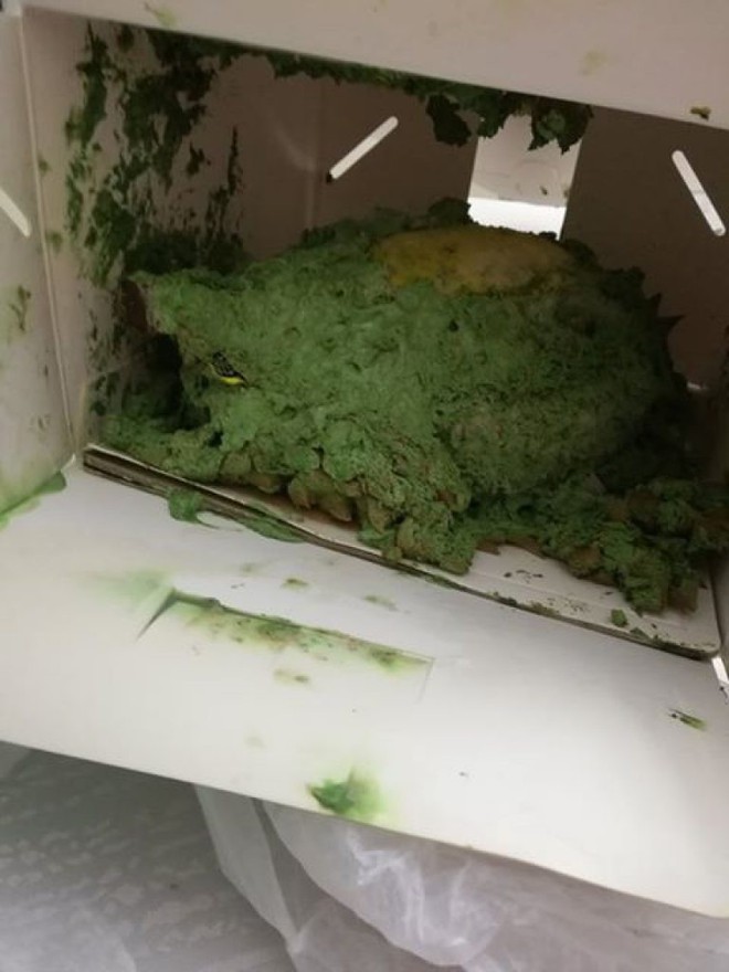 Chịu chơi đặt chiếc b&aacute;nh sầu ri&ecirc;ng gi&aacute; hơn 3 triệu đẹp m&ecirc; li tr&ecirc;n mạng, c&ocirc; n&agrave;ng m&eacute;o mặt khi nhận về một đống r&ecirc;u m&agrave;u xanh v&agrave; kết cục hời kh&ocirc;ng ai ngờ - Ảnh 2.