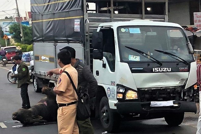 Lâm Đồng: Trâu đực nặng hơn 400kg bị xe tải tông tử vong trên Quốc lộ 20 - Ảnh 2.