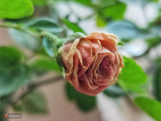Trải nghiệm camera của Realme 3 Pro: hơn 6 triệu cho t&iacute;nh năng quay si&ecirc;u chậm v&agrave; chụp đ&ecirc;m c&oacute; đ&aacute;ng kh&ocirc;ng? - Ảnh 7.