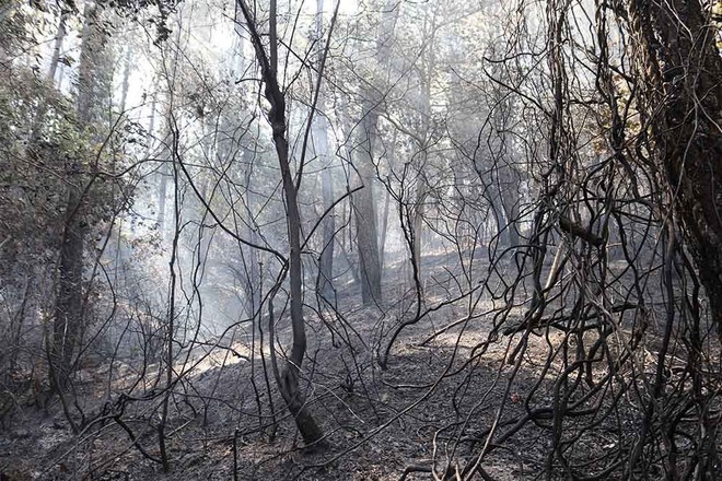 Cháy rừng lớn nhất ở Hà Tĩnh, dãy Hồng Lĩnh tan hoang, ám khói đen kịt - Ảnh 9.