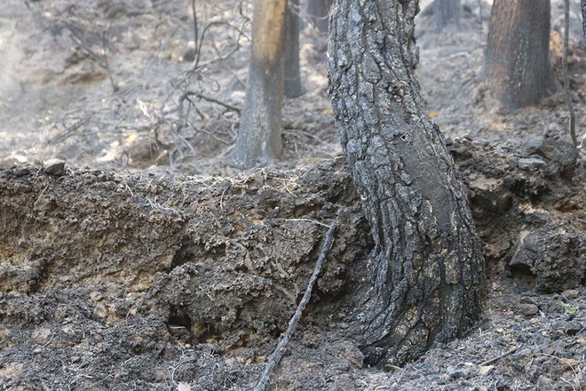 Cháy rừng lớn nhất ở Hà Tĩnh, dãy Hồng Lĩnh tan hoang, ám khói đen kịt - Ảnh 5.