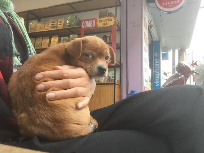 Xôn xao thông tin nữ du khách ôm nhầm chó tại quán cafe ở Đà Lạt và sự thật bất ngờ - Ảnh 3.