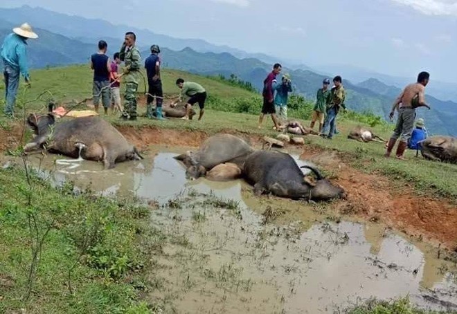 Sét đánh chết 9 con trâu đang tắm trong vũng bùn ở Lạng Sơn - Ảnh 1.