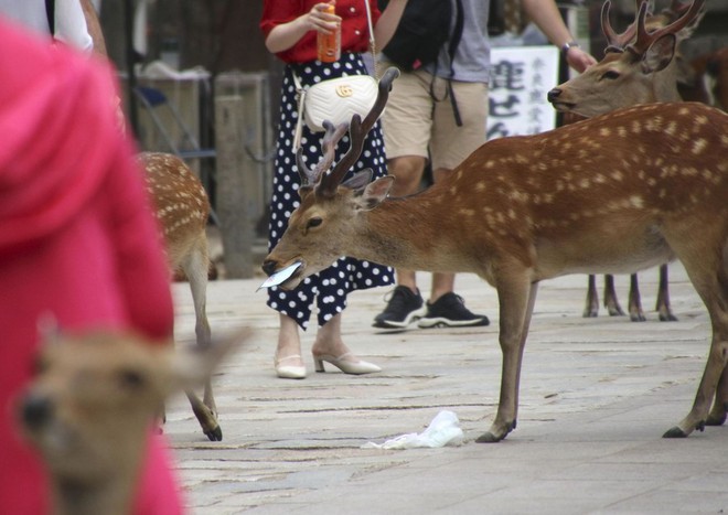 Những chú nai Nara nổi tiếng ở Nhật Bản chết trong đau đớn với 4,3kg rác thải nhựa trong bụng - Ảnh 3.