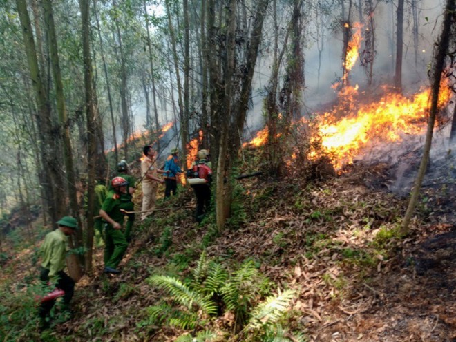 Khởi tố người phụ nữ đốt cỏ dẫn đến cháy rừng nghiêm trọng ở Hà Tĩnh - Ảnh 2.