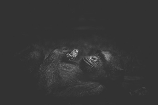 Cuộc sống cô độc của động vật trong sở thú ở Bangladesh - Ảnh 11.