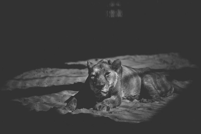 Cuộc sống cô độc của động vật trong sở thú ở Bangladesh - Ảnh 4.