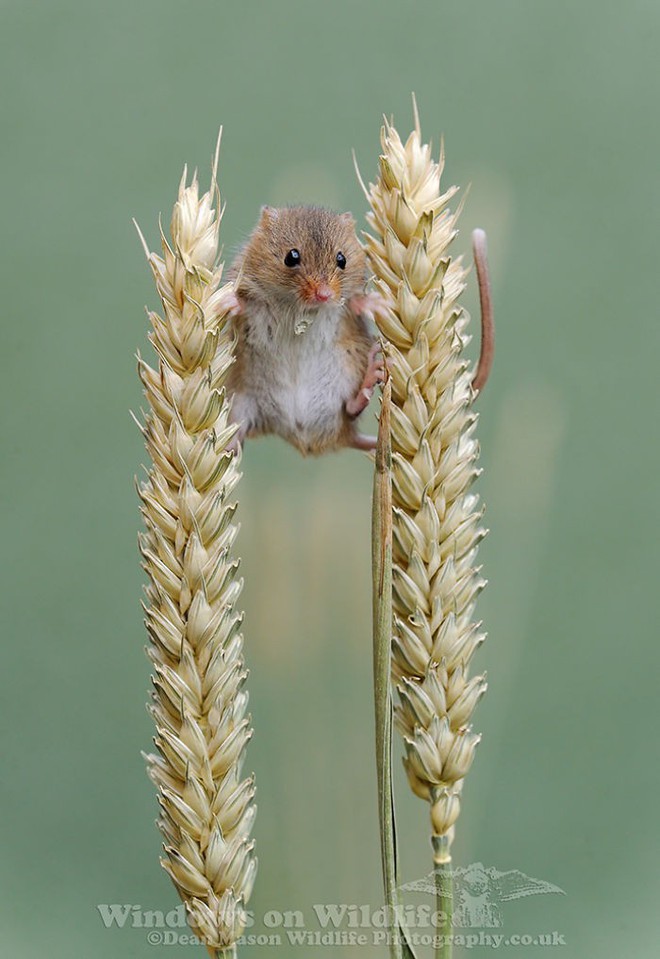 Những bức ảnh chứng minh chuột đồng là nghệ sỹ nhào lộn tài ba (P1) - Ảnh 11.
