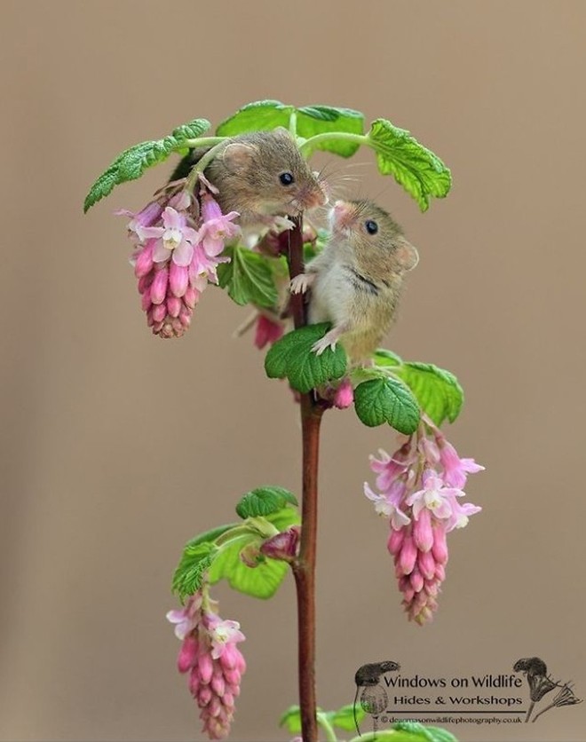 Những bức ảnh chứng minh chuột đồng là nghệ sỹ nhào lộn tài ba (P1) - Ảnh 4.