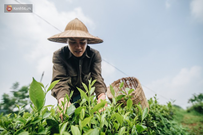 Cử nhân báo chí khởi nghiệp trà sen với 20 triệu mẹ dành mua xe máy: Con không thích đi làm, con muốn về nhà - Ảnh 6.