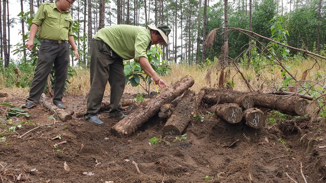 Phát hiện gần 400 lóng gỗ thông khoảng 20 năm tuổi bị chôn dưới lòng đất ở Lâm Đồng - Ảnh 3.
