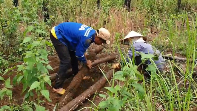 Phát hiện gần 400 lóng gỗ thông khoảng 20 năm tuổi bị chôn dưới lòng đất ở Lâm Đồng - Ảnh 7.