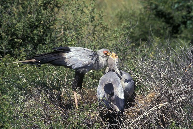 The "secretary bird" has long beautiful legs and luxurious curved eyelashes that make the sisters jealous - Photo 4.