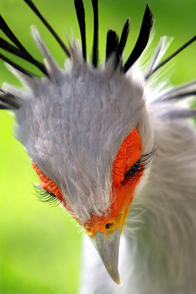 The "secretary bird" has beautiful long legs and luxurious curls that make the sisters jealous - Photo 2.
