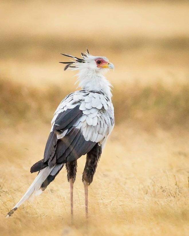 The "secretary bird" has beautiful long legs and luxurious curved eyelashes that make the sisters jealous - Photo 3.