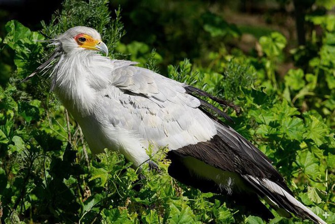 The "secretary bird" has beautiful long legs and luxurious curved eyelashes that make the sisters jealous - Photo 3.