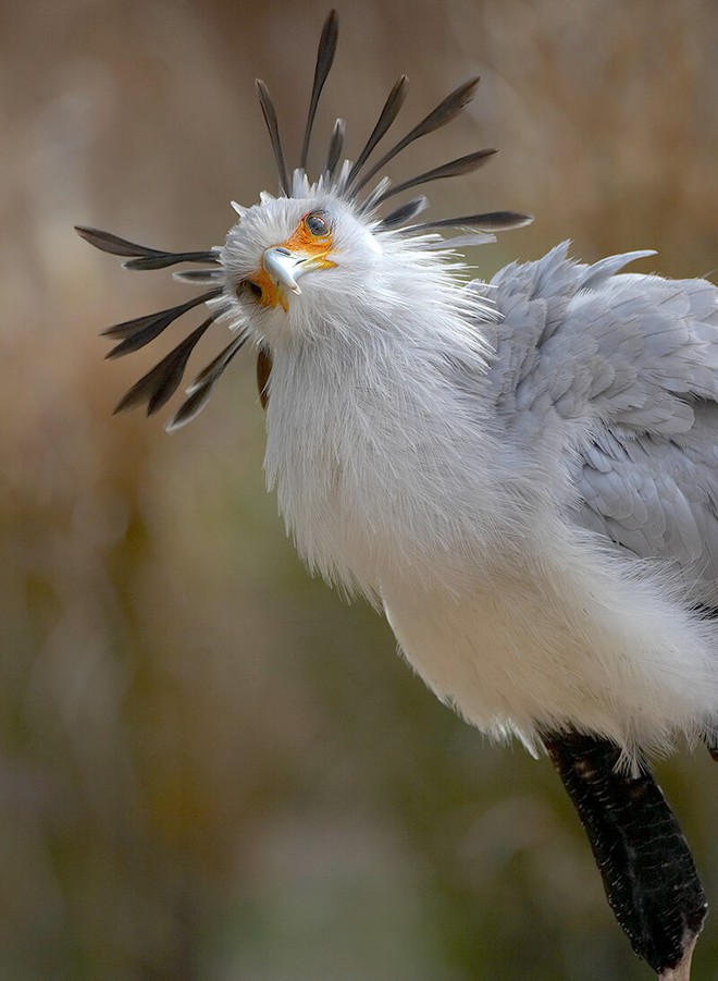 The "secretary bird" has beautiful long legs and luxurious curls that make the sisters jealous - Photo 2.