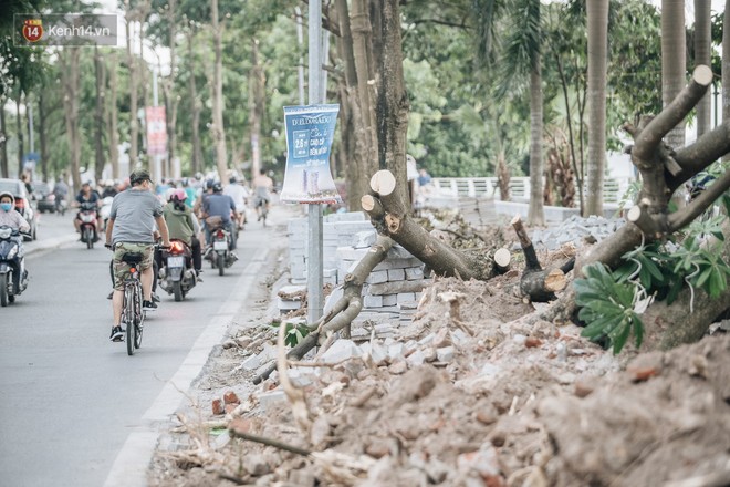 Hà Nội di chuyển gần trăm cây hoa sữa ra bãi rác Nam Sơn, tuyến đường ngổn ngang  - Ảnh 7.