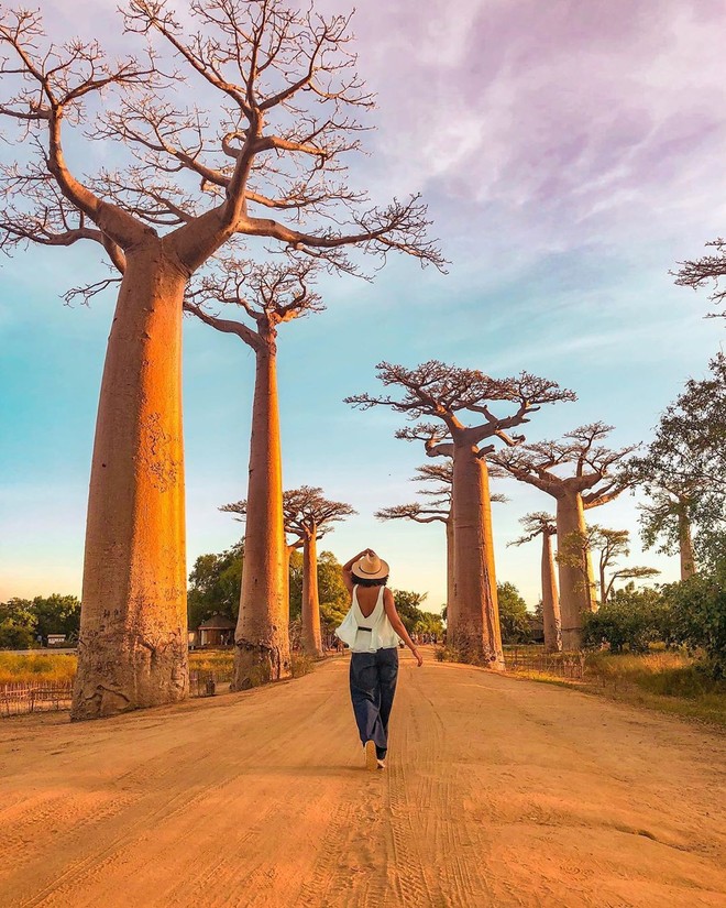 Dính phải lời nguyền phải mọc ngược, rừng cây ở Madagascar nay lại trở thành điểm check-in xịn xò của giới blogger du lịch - Ảnh 9.