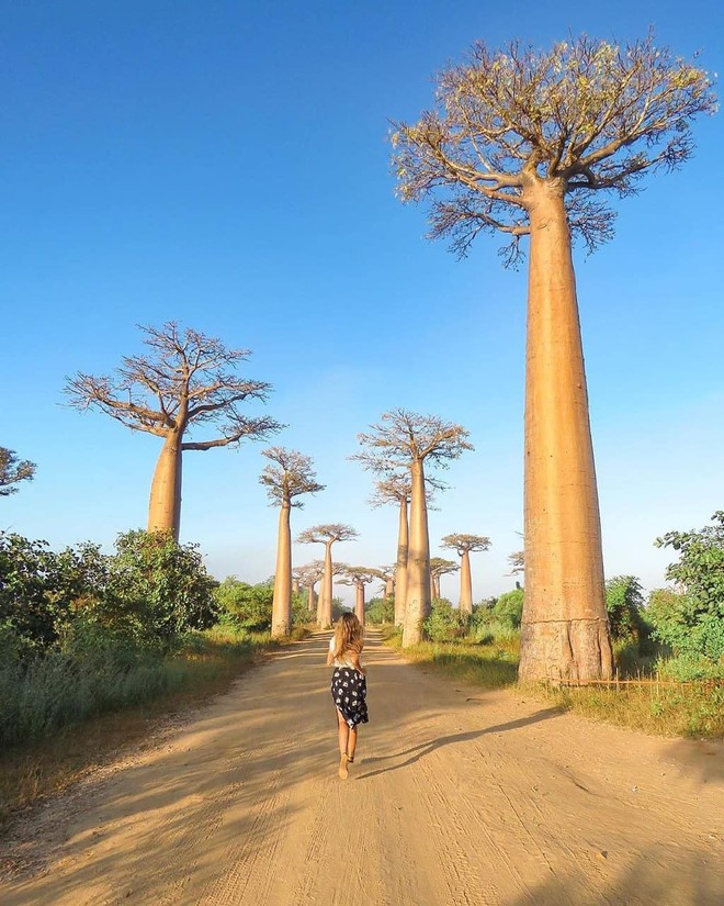 Dính phải lời nguyền phải mọc ngược, rừng cây ở Madagascar nay lại trở thành điểm check-in xịn xò của giới blogger du lịch - Ảnh 5.