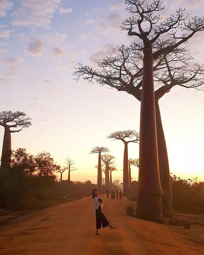 Dính phải lời nguyền phải mọc ngược, rừng cây ở Madagascar nay lại trở thành điểm check-in xịn xò của giới blogger du lịch - Ảnh 8.