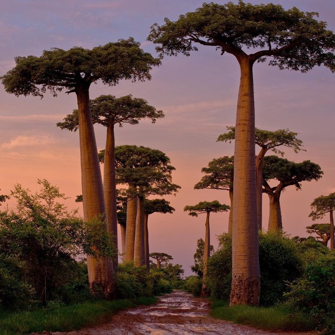 Dính phải lời nguyền phải mọc ngược, rừng cây ở Madagascar nay lại trở thành điểm check-in xịn xò của giới blogger du lịch - Ảnh 11.