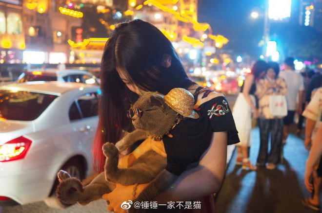 Going to the street to exercise to lose weight like sisters, the 2-year-old cat was suddenly welcomed by young and old, just like a famous star - Photo 5.