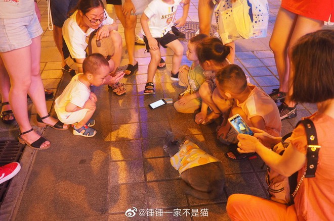 Going to the street to exercise to lose weight like sisters, the 2-year-old cat was suddenly welcomed by young and old, just like a famous star - Photo 5.