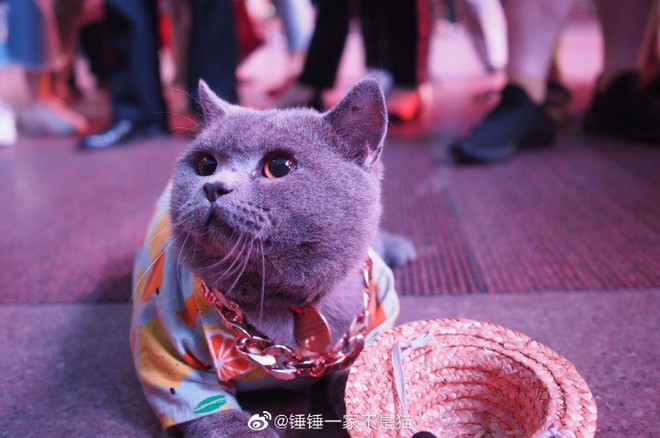 Going to the street to exercise to lose weight like sisters, the 2-year-old cat was suddenly welcomed by young and old, just like a famous star - Photo 6.