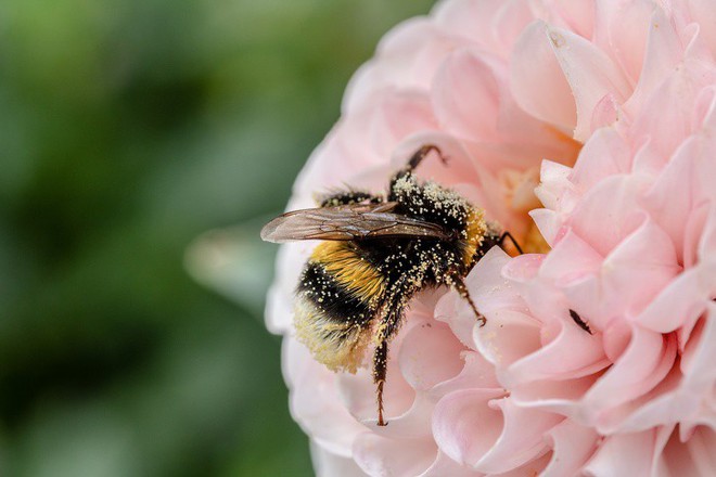 Ong mật trên thế giới đang có nguy cơ tuyệt chủng cực lớn và đây là lý do chúng ta không thể để điều đó xảy ra - Ảnh 1.