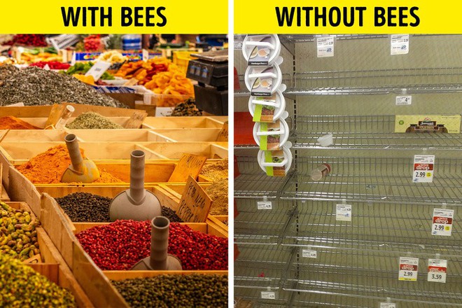 Ong mật trên thế giới đang có nguy cơ tuyệt chủng cực lớn và đây là lý do chúng ta không thể để điều đó xảy ra - Ảnh 4.