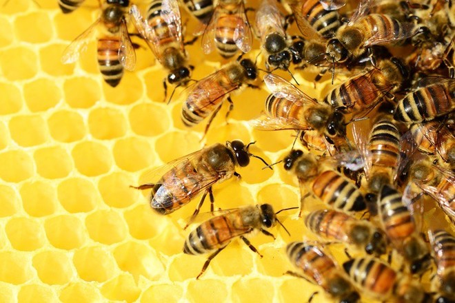 Ong mật trên thế giới đang có nguy cơ tuyệt chủng cực lớn và đây là lý do chúng ta không thể để điều đó xảy ra - Ảnh 5.