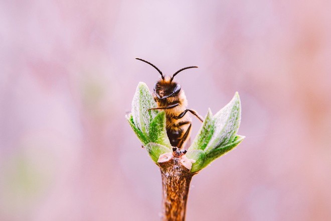 Ong mật trên thế giới đang có nguy cơ tuyệt chủng cực lớn và đây là lý do chúng ta không thể để điều đó xảy ra - Ảnh 6.