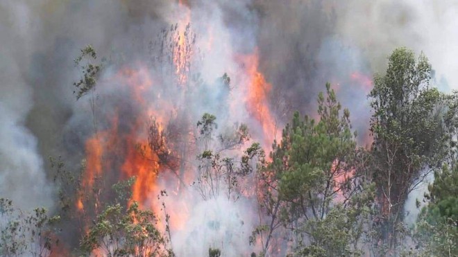 Hơn 100 người xông vào dập lửa, cứu rừng bốc cháy ở Đà Nẵng - Ảnh 2.