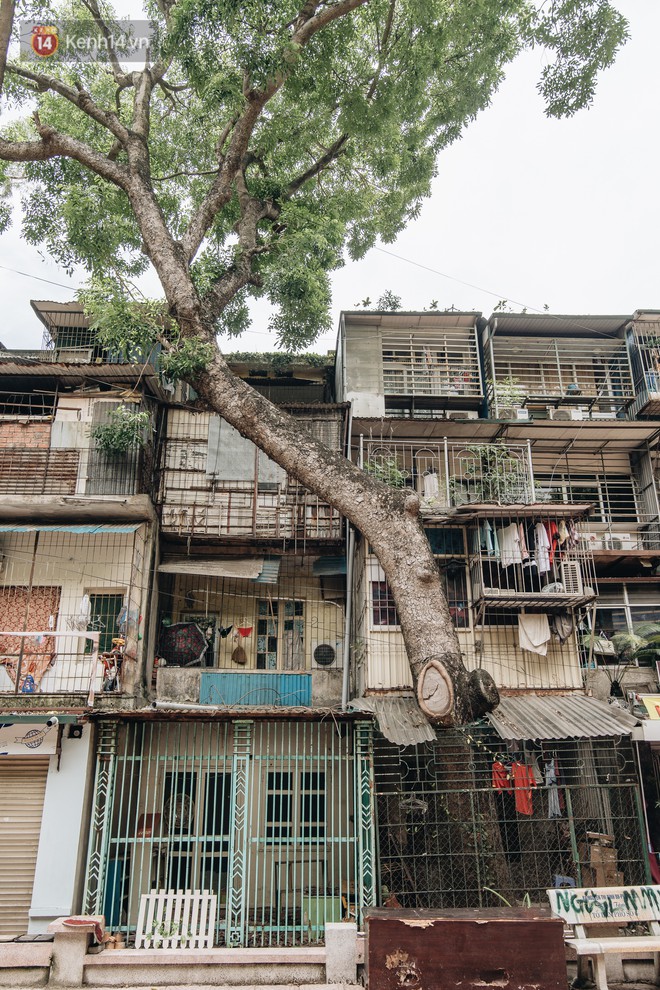 Kỳ lạ cây xanh mọc xuyên những căn nhà trong khu tập thể 60 năm tuổi ở Hà Nội - Ảnh 10.