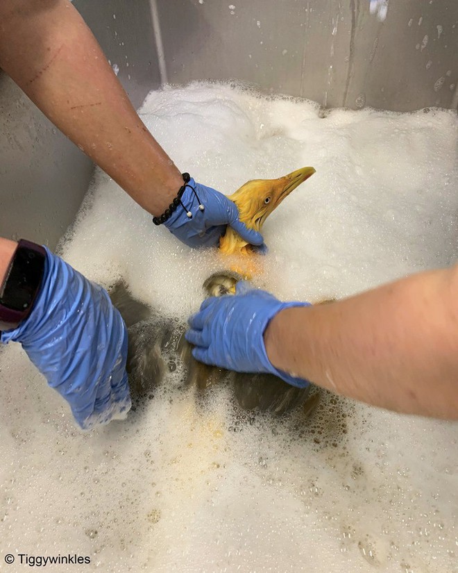 Sinh vật vàng khè kỳ lạ khiến các chuyên gia ngỡ ngàng, hóa ra là con mòng biển ngã vào bột cà-ri - Ảnh 3.