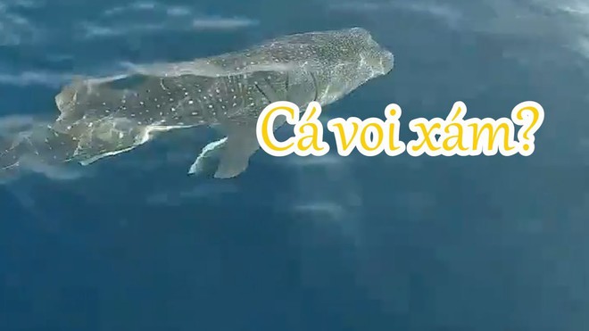 Cá voi “siêu to khổng lồ” xuất hiện ở vùng biển Quy Nhơn, du khách phấn khích hô vang “ông ơi” trước cảnh tượng hiếm gặp - Ảnh 9.