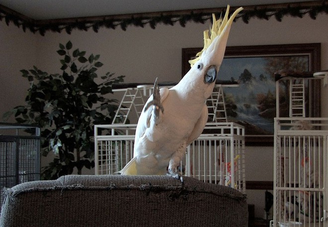 Sự thật kinh ngạc mới t&igrave;m ra về Snowball - con vẹt biết nhảy đốn tim cả thế giới: N&oacute; tự biết nhảy m&agrave; chẳng cần ai dạy - Ảnh 2.