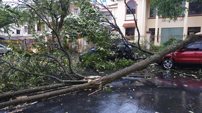 L&acirc;m Đồng: Lốc mạnh chưa từng thấy quật đổ nhiều c&acirc;y xanh l&agrave;m nhiều &ocirc; t&ocirc; bị đ&egrave; bẹp tr&ecirc;n đường - Ảnh 2.