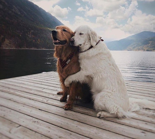 Sưu tầm ảnh 2 con chó ôm hôn nhau với độ phân giải cao