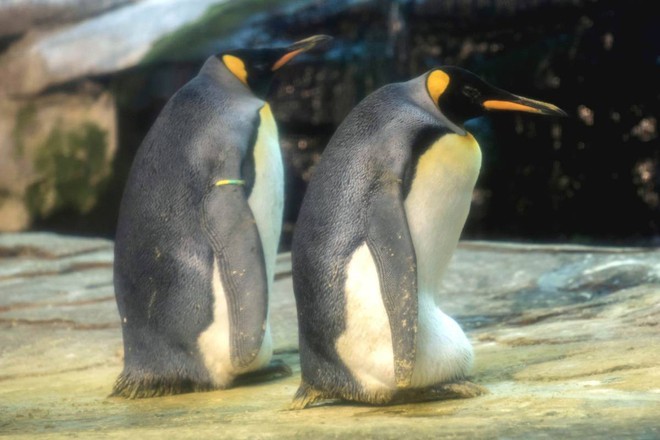 Cặp chim cánh cụt đồng tính được nhận nuôi một quả trứng sau một thời gian dài phải... ấp đá cuội - Ảnh 1.