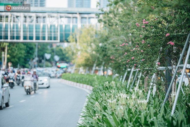 Chùm ảnh: Hoa tường vi khoe sắc dưới tán phong giữa phố phường Hà Nội - Ảnh 10.