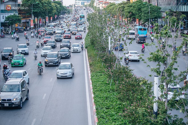 Chùm ảnh: Hoa tường vi khoe sắc dưới tán phong giữa phố phường Hà Nội - Ảnh 2.