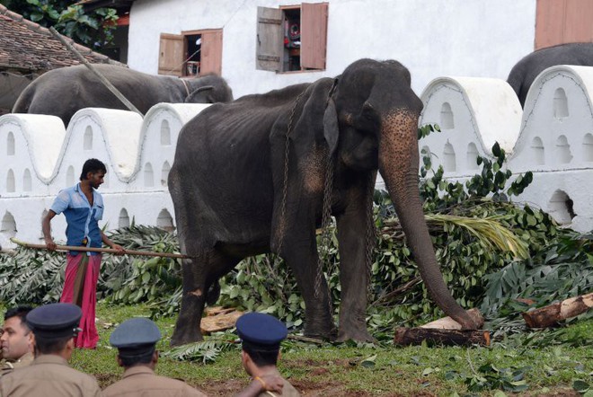 Cụ voi 70 tuổi gầy trơ xương tại lễ hội Sri Lanka đã qua đời: Làn sóng phẫn nộ về nạn bạo hành động vật đến cùng cực - Ảnh 6.