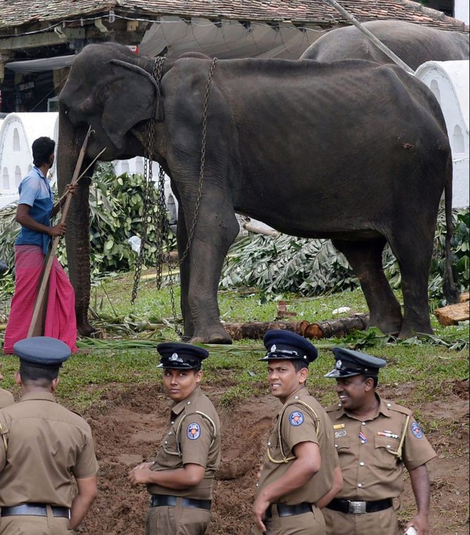 Cụ voi 70 tuổi gầy trơ xương tại lễ hội Sri Lanka đã qua đời: Làn sóng phẫn nộ về nạn bạo hành động vật đến cùng cực - Ảnh 5.
