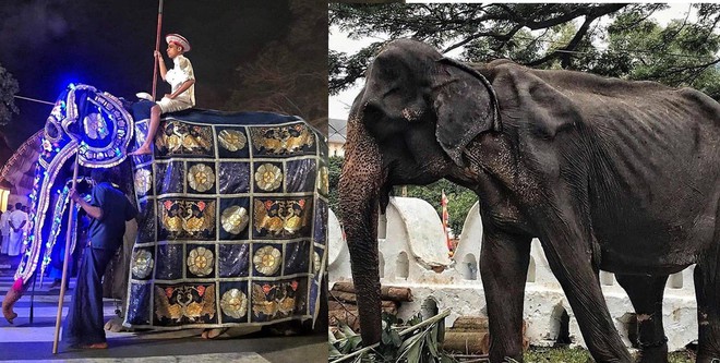 Cụ voi 70 tuổi gầy trơ xương tại lễ hội Sri Lanka đã qua đời: Làn sóng phẫn nộ về nạn bạo hành động vật đến cùng cực - Ảnh 2.
