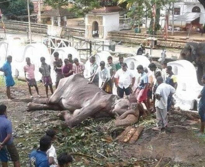 Cụ voi 70 tuổi gầy trơ xương tại lễ hội Sri Lanka đã qua đời: Làn sóng phẫn nộ về nạn bạo hành động vật đến cùng cực - Ảnh 3.